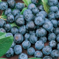 Blueberries - The Miracle Fruit
