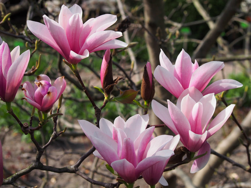 The Beauty of Magnolias