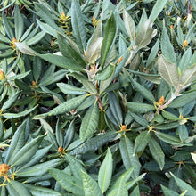 Load image into Gallery viewer, Rhododendron 'Bibiani' deep-green pointy veined foliage