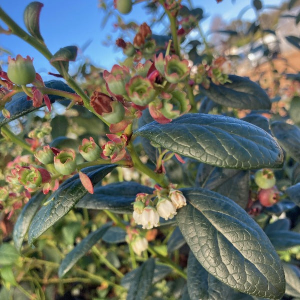 Blueberry 'Misty' Southern Highbush 