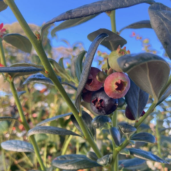 Blueberry 'Misty' Southern Highbush 