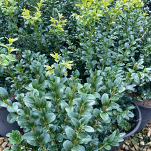 Load image into Gallery viewer, Buxus-English Box evergreen hedging plant