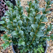 Load image into Gallery viewer, Buxus-English Box evergreen hedging plant
