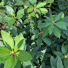 Load image into Gallery viewer, Rhododendron Cynthia green foliage