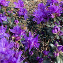 Load image into Gallery viewer, Rhododendron 'Impeditum', evergreen dwarf shrub with tiny bright-green foliage and masses of small, light-purple blooms.