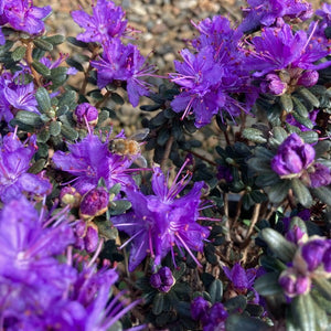 Rhododendron 'Impeditum', evergreen dwarf shrub with tiny bright-green foliage and masses of small, light-purple blooms.