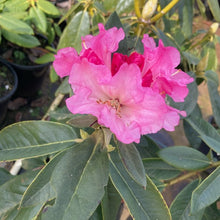 Load image into Gallery viewer, Rhododendron 'Mundai' Deep green foliage and trusses of magenta pink flowers