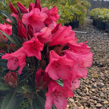 Load image into Gallery viewer, Rhododendron 'Winsome', evergreen shrub with deep-green, spear-shaped foliage and soft cascades of bell-shaped, salmon-pink flowers.