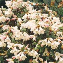 Load image into Gallery viewer, Rhododendron | Daviesii