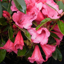 Load image into Gallery viewer, Rhododendron 'Kimbeth', evergreen shrub with medium-green, pointy foliage and clusters of funnel-shaped bright rose-pink flowers.