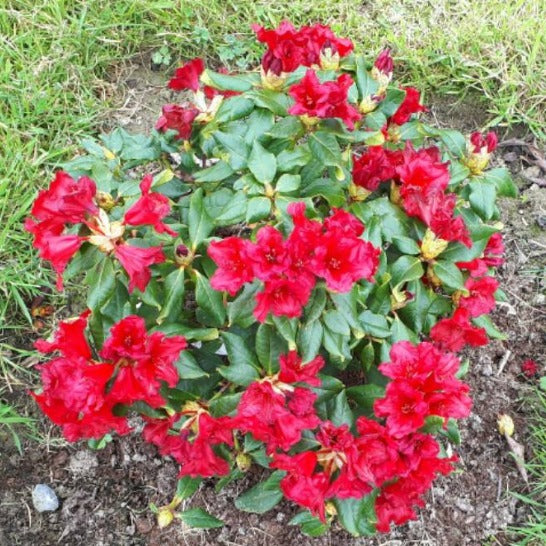 rhododendron elizabeth Rhododendron