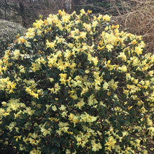 Load image into Gallery viewer, Rhododendron | Chrysomanicum