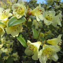 Load image into Gallery viewer, Rhododendron 'Lemon Mist', evergreen shrub with bright-green foliage and soft trusses of funnel-shaped, lemon-yellow flowers.