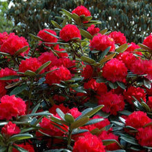 Load image into Gallery viewer, Rhododendron 'Noyo Chief', evergreen shrub with ultra glossy, dark-green foliage and trusses of bell-shaped, bright rose-red flowers.