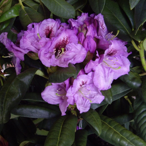 Rhododendron 'Arthur Bedford', evergreen shrub with bright-green foliage and trusses of funnel-shaped, pale mauve blooms with ruffled edges and speckled throat.