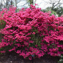 Load image into Gallery viewer, Azalea | Hinodegiri