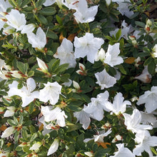 Load image into Gallery viewer, Azalea "Alba Magnifica", evergreen shrub with mid-green foliage and white flowers.