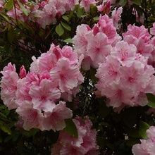 Load image into Gallery viewer, Rhododendron 'Pink Pearl', evergreen shrub with bright-green pointy foliage and conical trusses of soft-pink flowers.