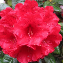 Load image into Gallery viewer, Rhododendron | Rubicon