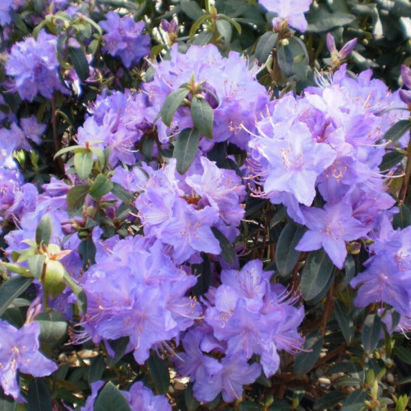 Rhododendron | Augustinii
