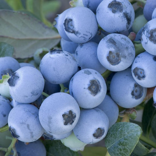 Blueberry 'Early Blue' Northern Highbush 