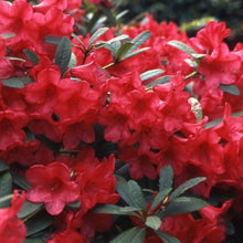 Load image into Gallery viewer, Rhododendron &#39;Elizabeth&#39;, evergreen shrub with mid-green foliage and clusters of trumpet-shaped, geranium-red blooms.
