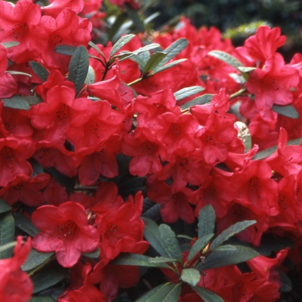 Rhododendron 'Elizabeth', evergreen shrub with mid-green foliage and clusters of trumpet-shaped, geranium-red blooms.