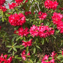 Load image into Gallery viewer, Rhododendron 'Halfdan Lem', evergreen shrub with glossy, green foliage and clusters of bright-red, wavy-edged flowers.