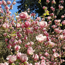 Load image into Gallery viewer, Magnolia | Rustica Rubra