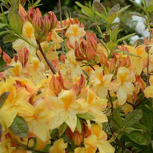 Mollis Azalea | Golden Sunset