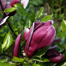 Load image into Gallery viewer, Magnolia | Nigra