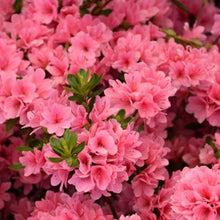 Load image into Gallery viewer, Azalea "Coral Bells", evergreen shrub with pink, hose in hose flowers.
