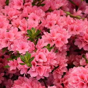 Azalea "Coral Bells", evergreen shrub with pink, hose in hose flowers.
