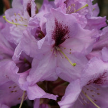 Load image into Gallery viewer, Rhododendron | Arthur Bedford