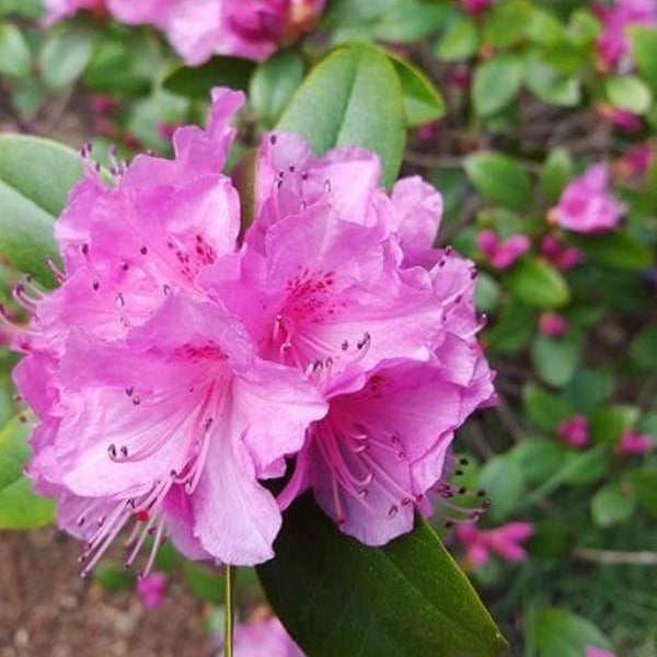 Rhododendron 'Aglo', evergreen shrub with glossy dark-green foliage and clusters of trumpet-shaped, shell-pink blooms.