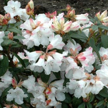 Load image into Gallery viewer, Rhododendron 'Cowbells', evegreen shrub with dark-green foliage and loose trusses of white flowers with pink flashes and a peachy calyx.