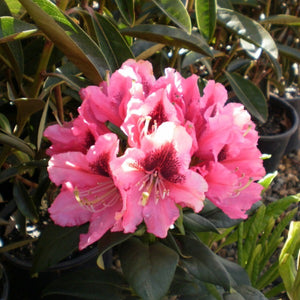 Rhododendron 'Chevalier Felix De Sauvage', evergreen shrub with mottled green foliage and trusses of funnel-shaped, coral-rose blooms with a prominent dark blotch and wavy edges.