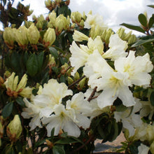 Load image into Gallery viewer, Rhododendron 'Wedding Gown', evergreen shrub with small, deep-green foliage and clusters of funnel-shaped flowers in pure-white with a golden throat.