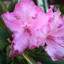 Load image into Gallery viewer, Rhododendron 'Margaret Mack', evergreen shrub with rich-green, pointy foliage and clusters of funnel-shaped, deep rose-pink blooms with wavy edging.