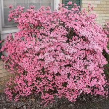 Load image into Gallery viewer, Azalea | Coral Bells
