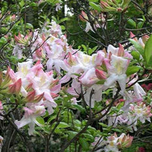 Load image into Gallery viewer, Mollis Azalea 'Sylphides', deciduous shrub featuring bright-green foliage and fragrant, bi-coloured blooms in soft-pink with a golden blotch.