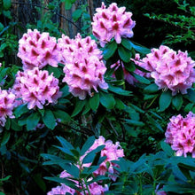 Load image into Gallery viewer, Rhododendron 'Mrs G.W. Leak', evergreen shrub with olive-green, pointy foliage and clusters of funnel-shaped, rose-pink blooms with a deep reddish blotch.