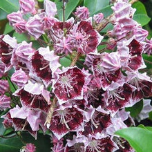Load image into Gallery viewer, Kalmia latifolia | Bulls Eye