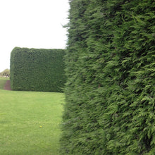Load image into Gallery viewer, Conifer | Leighton Green