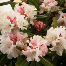 Load image into Gallery viewer, Rhododendron 'Christmas Cheer', evergreen shrub with bright, olive-green foliage and rounded trusses of blush-pink blooms.