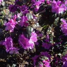 Load image into Gallery viewer, Rhododendron | P.J.M.