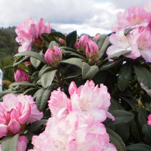 Load image into Gallery viewer, Rhododendron 'Grace', evergreen shrub with bright-green, pointy foliage and trusses of two-tone pink flowers.