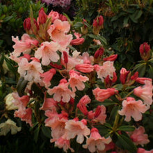 Load image into Gallery viewer, Rhododendron 'C.I.S.', evergreen shrub with matte, dark-green foliage and loose trusses of pink flowers with wavy lobes and a golden blotch.
