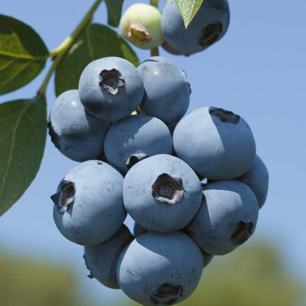 Blueberry 'Brigitta' Northern Highbush 