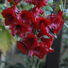 Load image into Gallery viewer, Rhododendron | Ruby Hart
